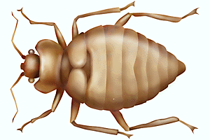bedbug1